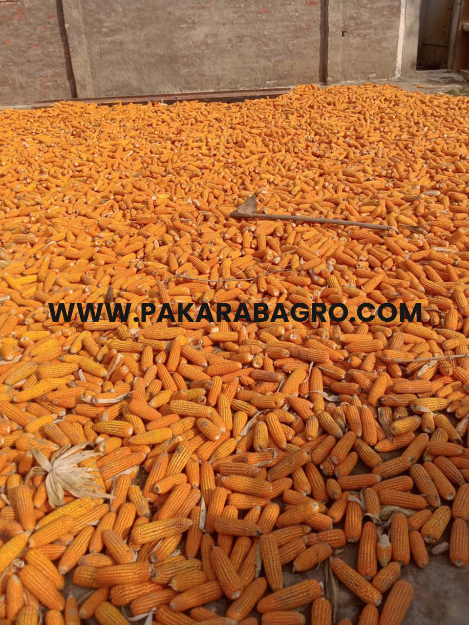 yellow maize, yellow corn, pakistan maize, pakistan yellow corn, corn suppliers in pakistan, maize suppliers in pakistan