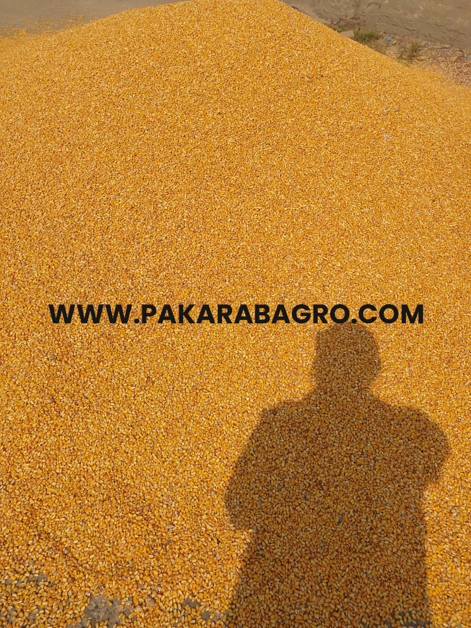 yellow maize, yellow corn, pakistan maize, pakistan yellow corn, corn suppliers in pakistan, maize suppliers in pakistan
