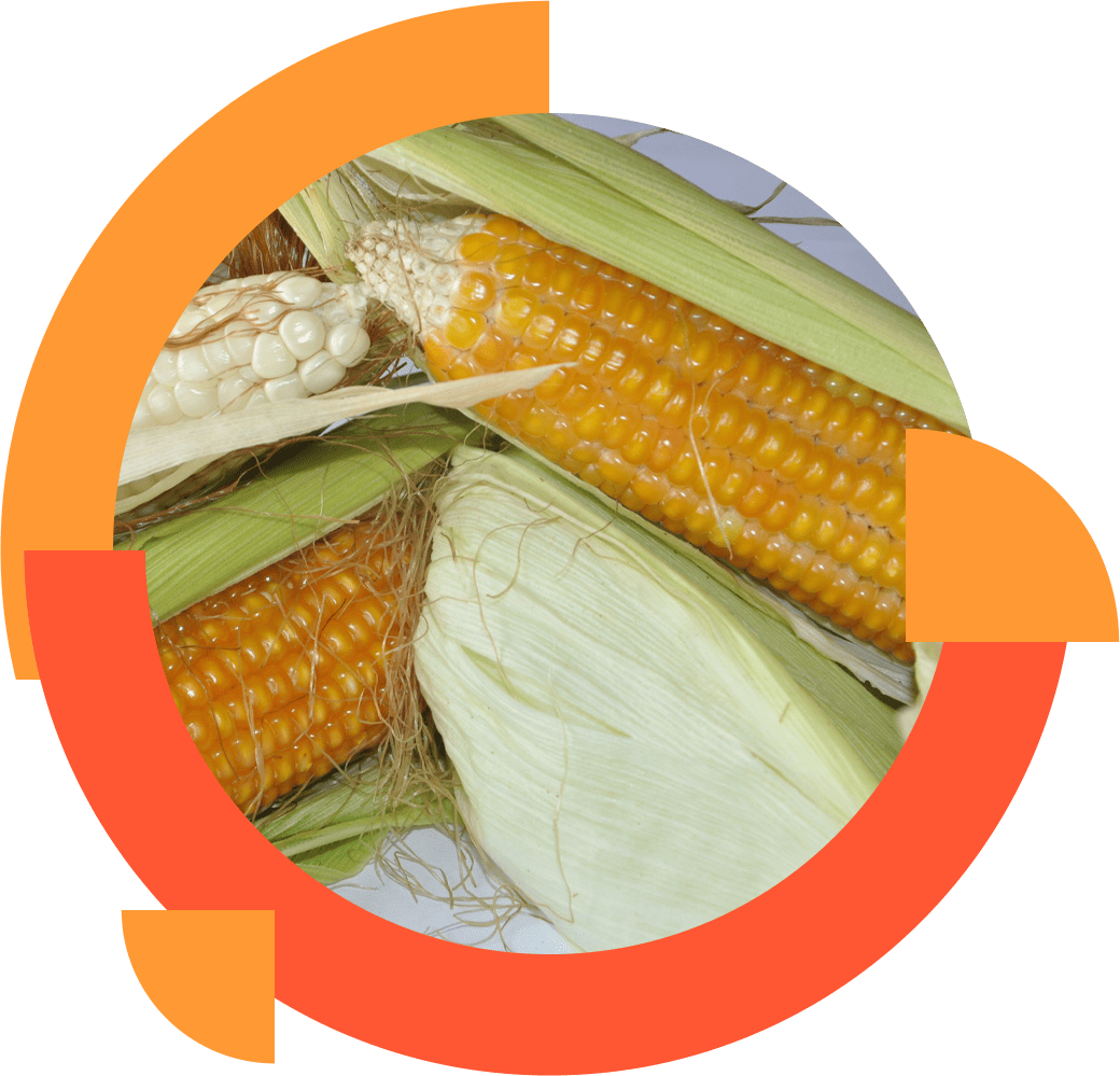 yellow maize, pakistan maize, yellow corn, corn suppliers, corn suppliers in pakistan, corn exporters, maize suppliers, maize exporters
